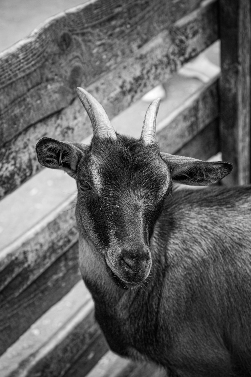 a black and white photo of a goat