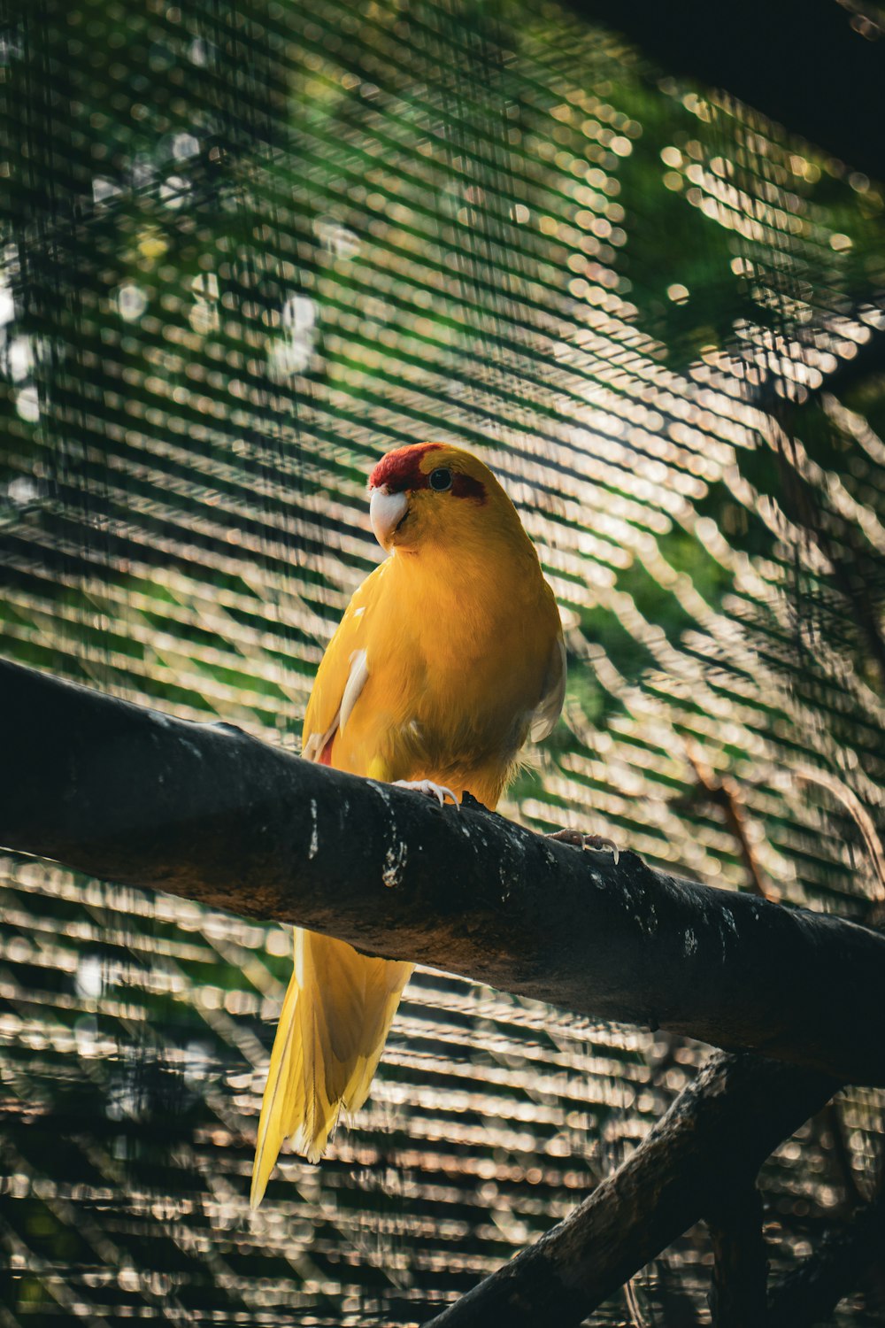 a bird sitting on a branch