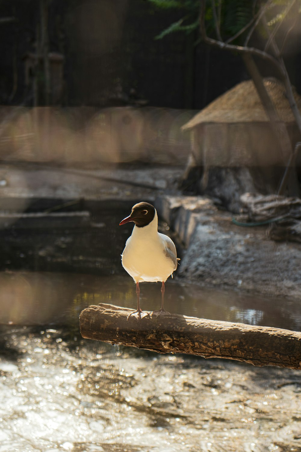 a bird standing on a rock