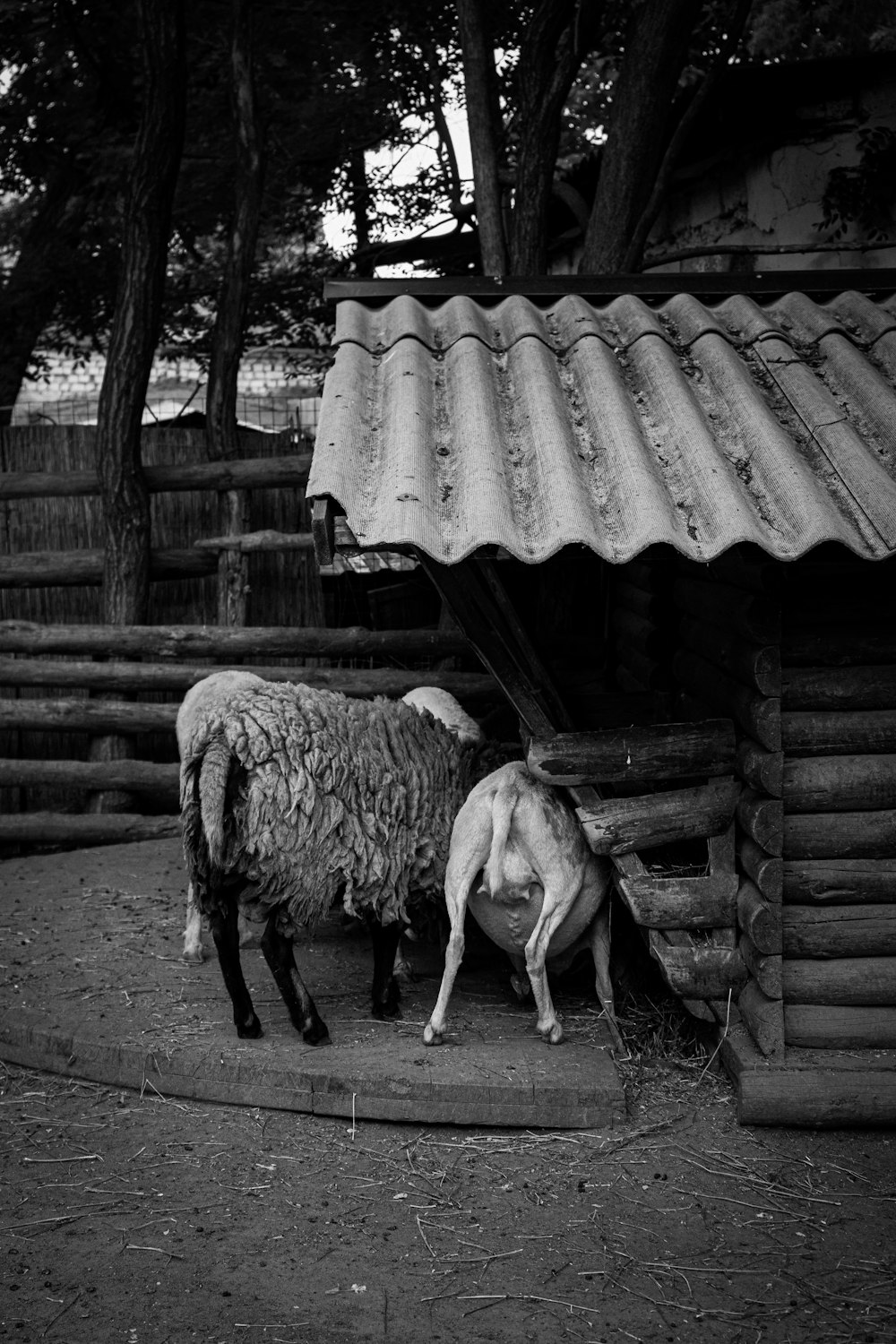 a couple of sheep stand near each other