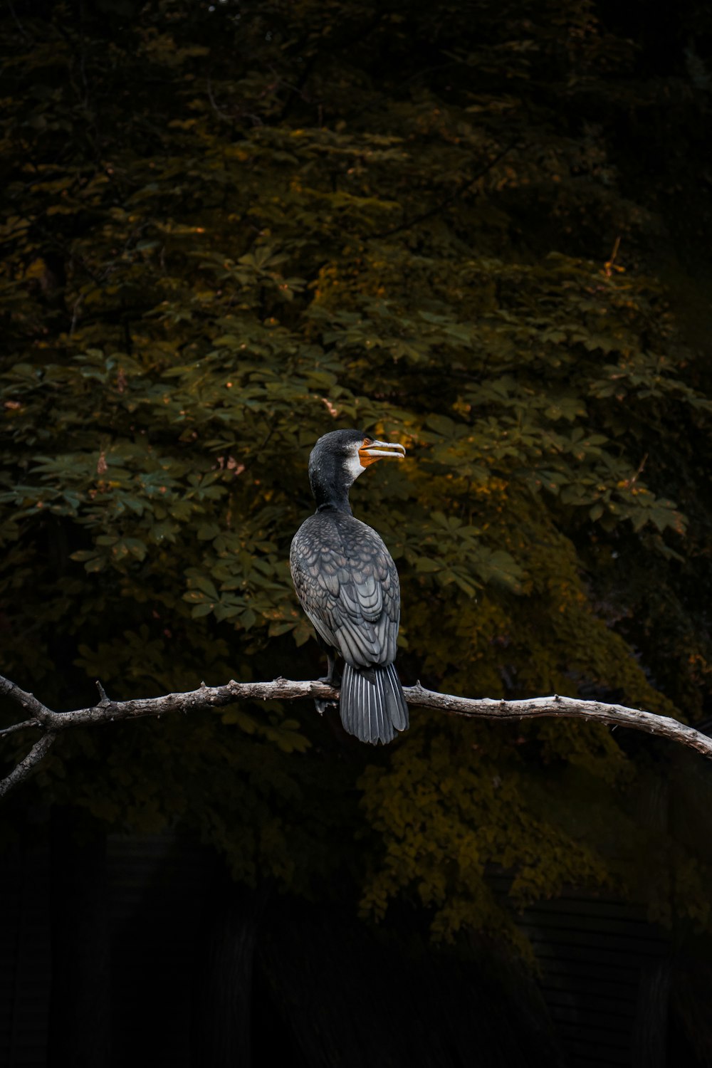 a bird sitting on a branch