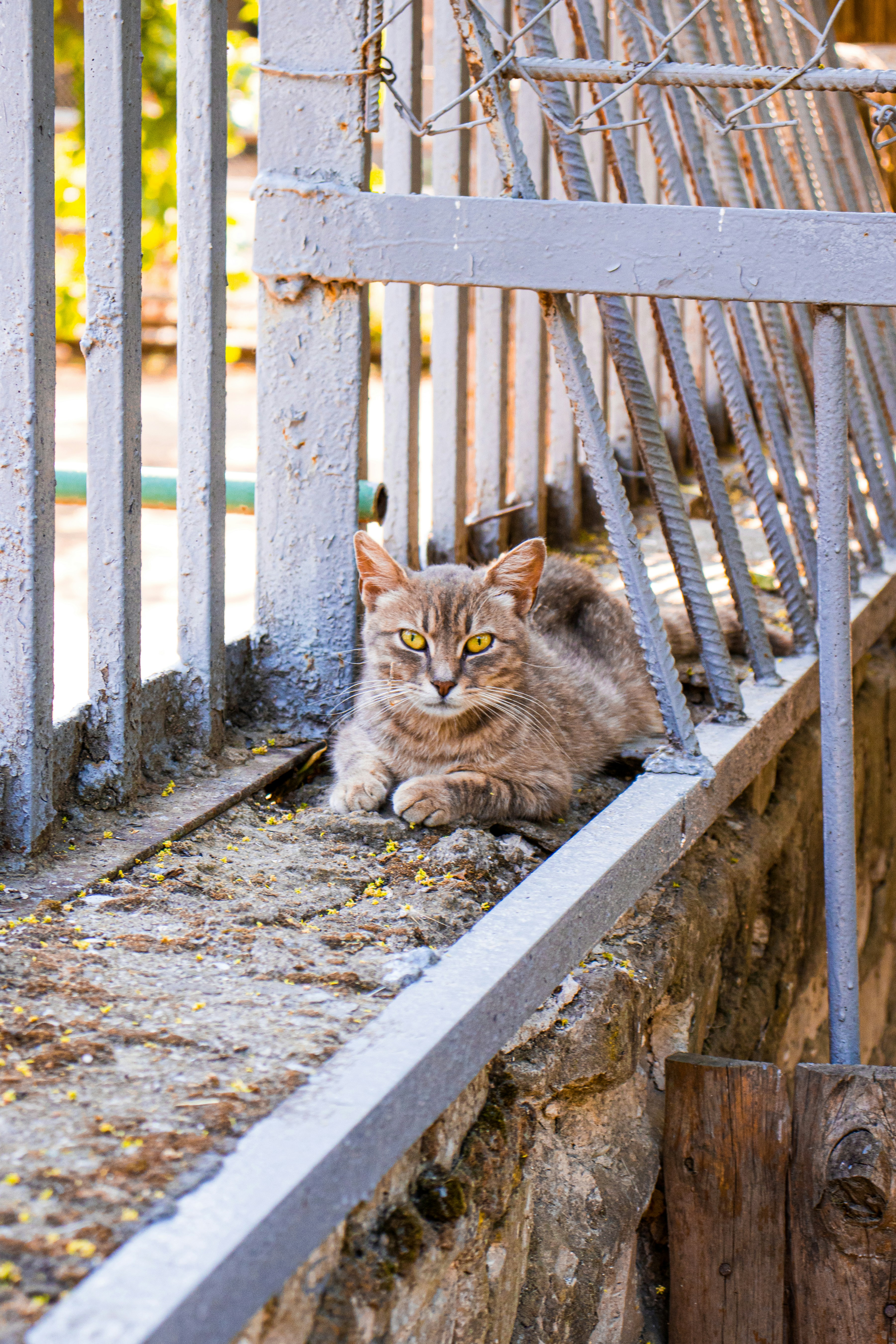 A cat sitting on a wooden bench photo – Free Ukraine Image on Unsplash