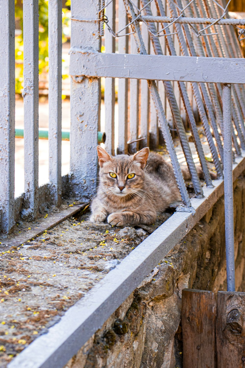 a cat sitting on a wooden bench
