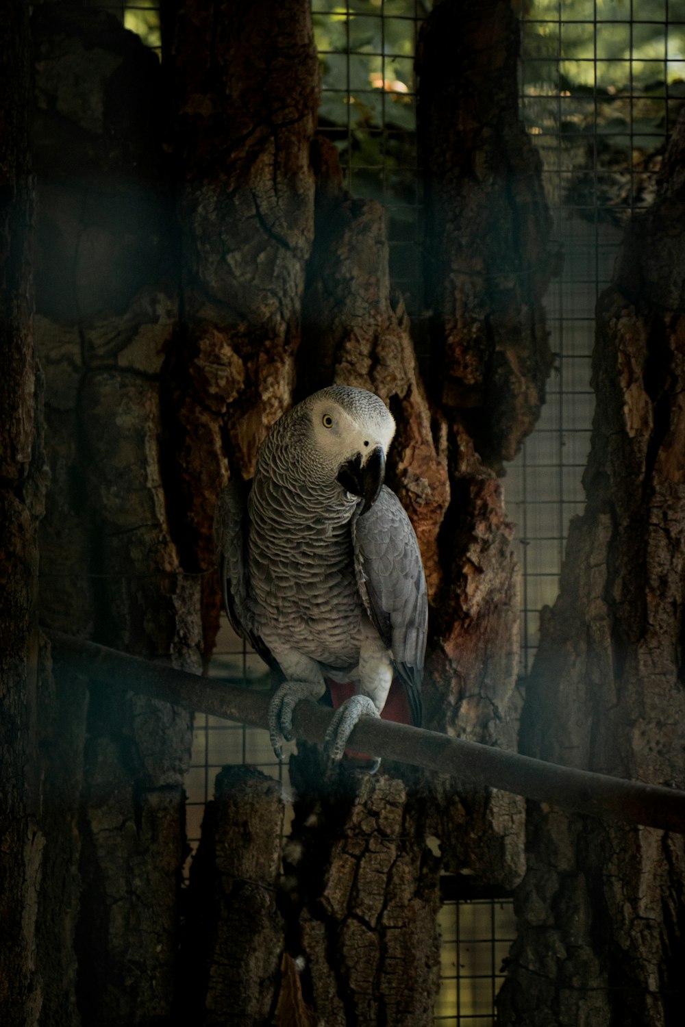 a bird perched on a branch