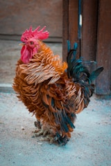 A vibrant rooster with fluffy reddish-brown feathers and a prominent red comb standing on a gravel surface. The tail feathers are a mix of black and iridescent green, adding contrast to its overall appearance.