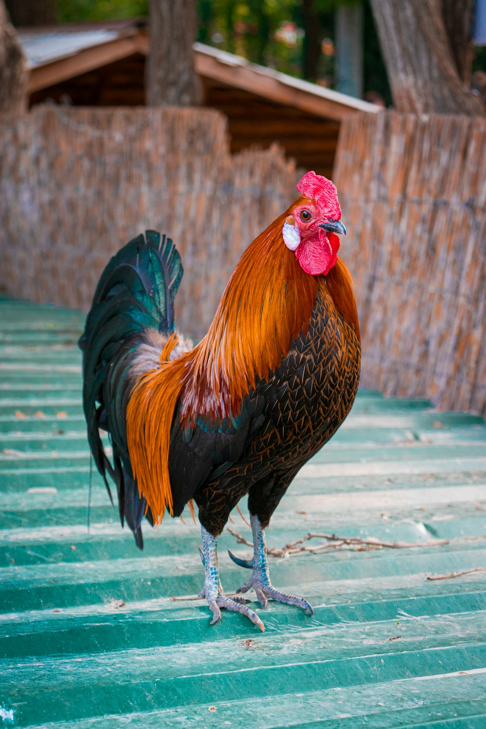 a rooster standing on a wood deck