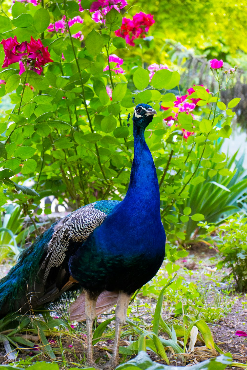 a peacock standing in front of a garden