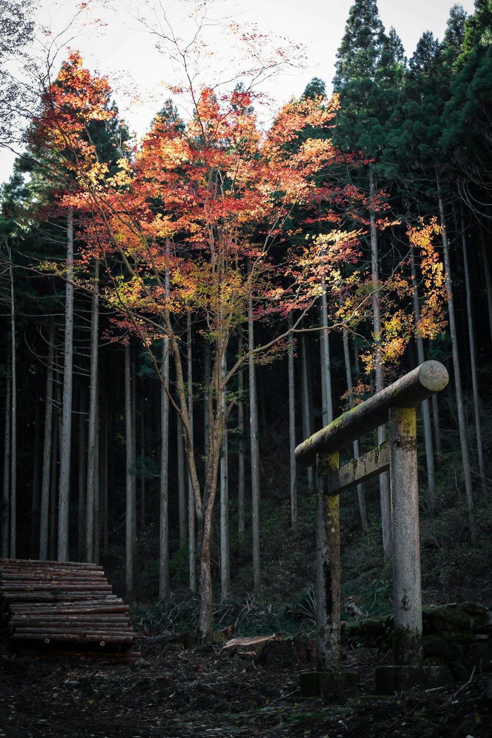 a group of trees with orange leaves