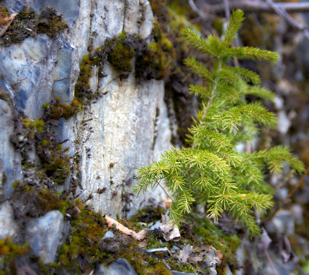 a close-up of some plants