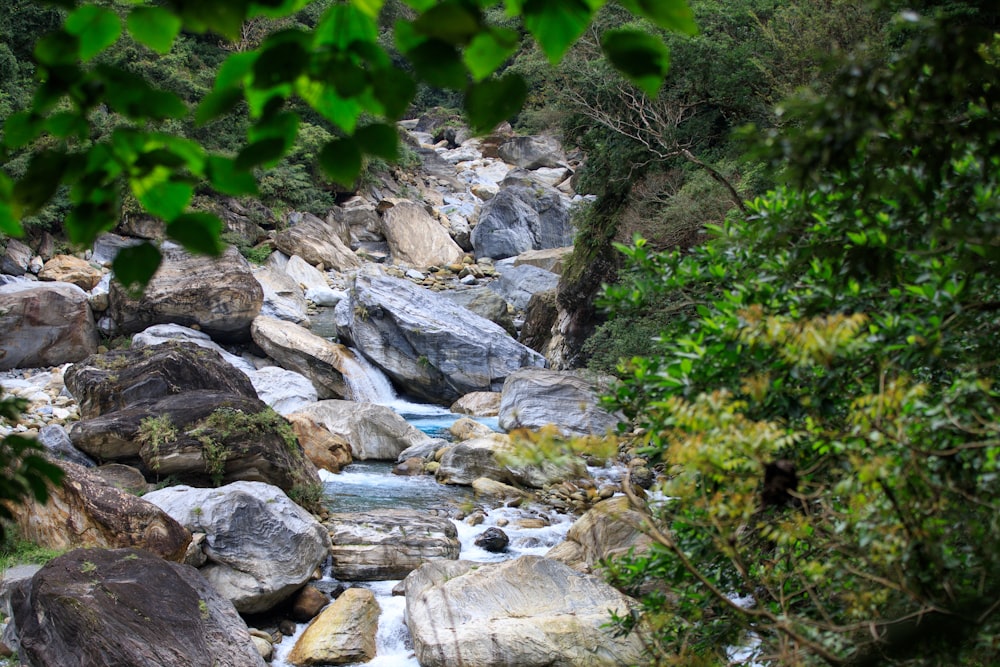 a stream with rocks and plants