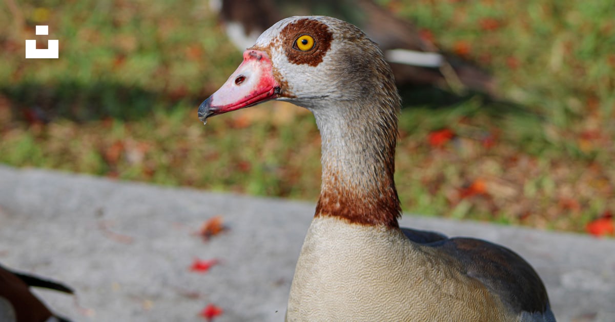 Foto zum Thema Eine Ente mit einem Entenschnabel Kostenloses Bild zu