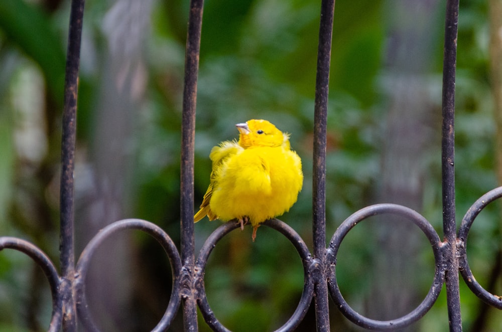 a yellow bird perched on a fence