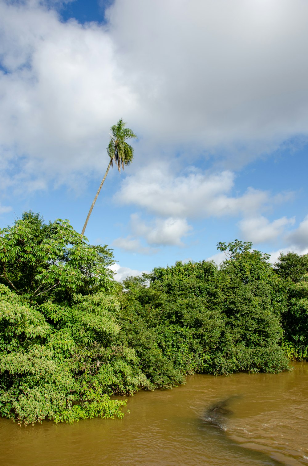 a river with trees and a tall thin tree on the branch