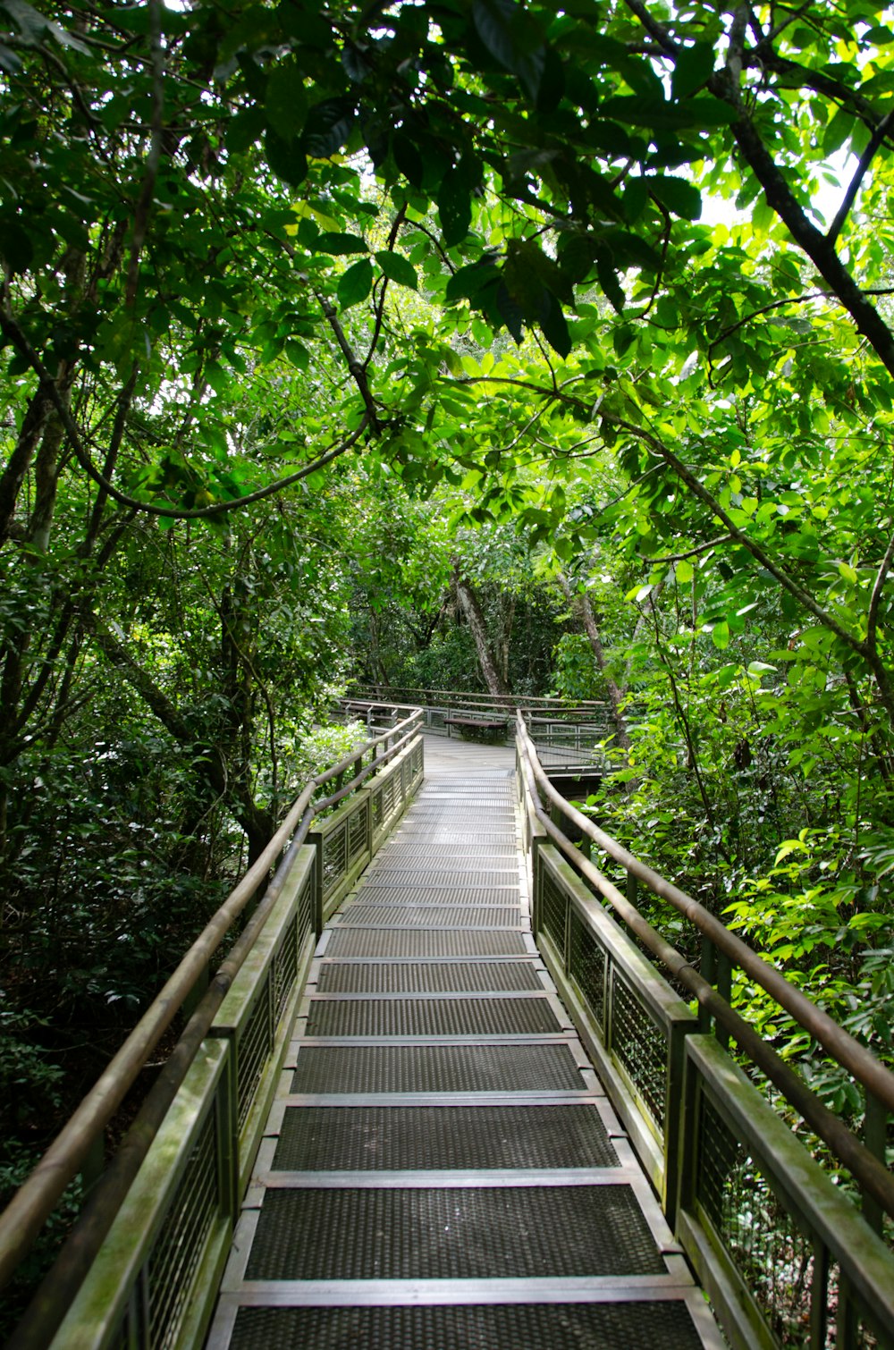 a wooden bridge in a forest