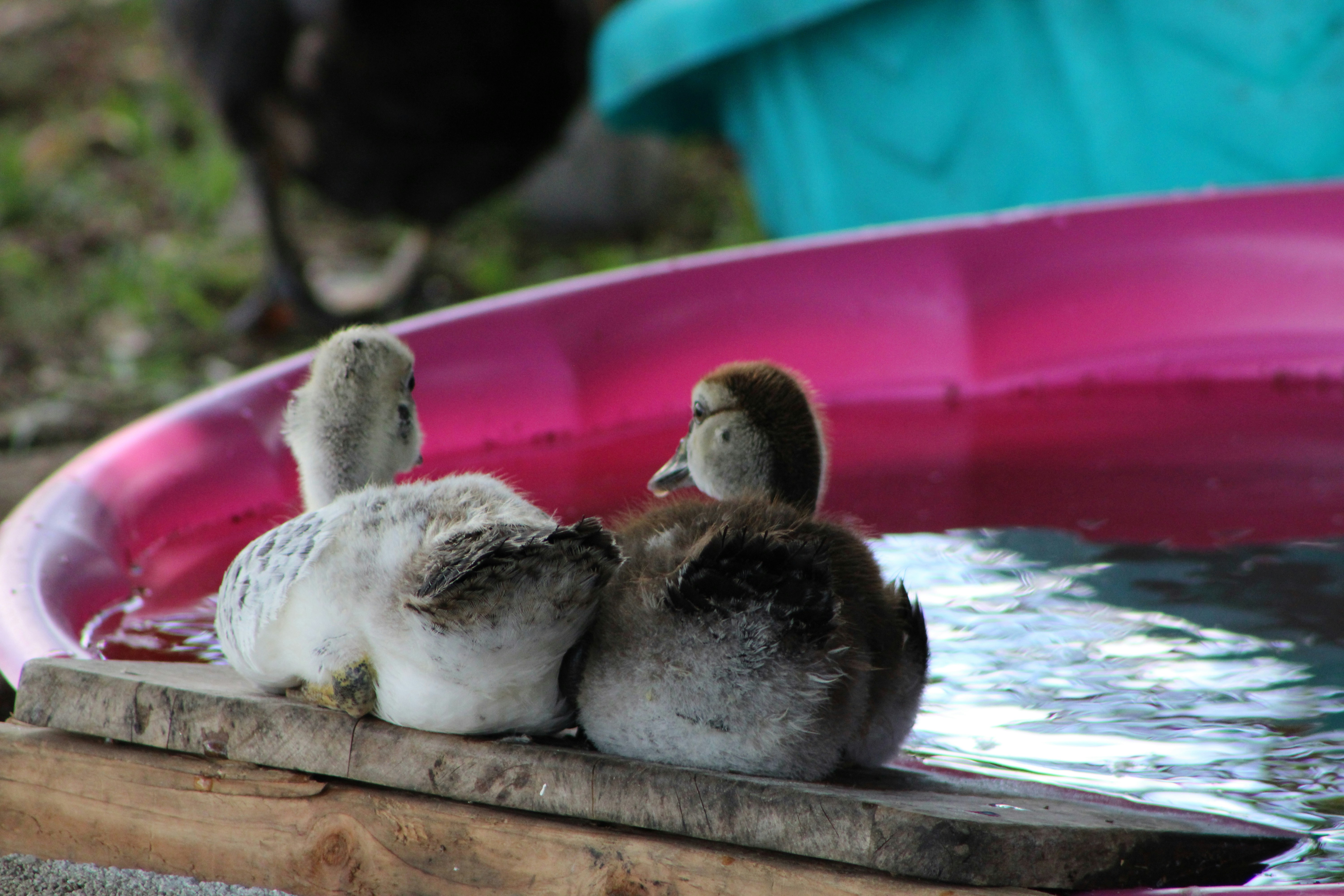 A group of baby birds in a small pool photo – Free Animal Image on Unsplash
