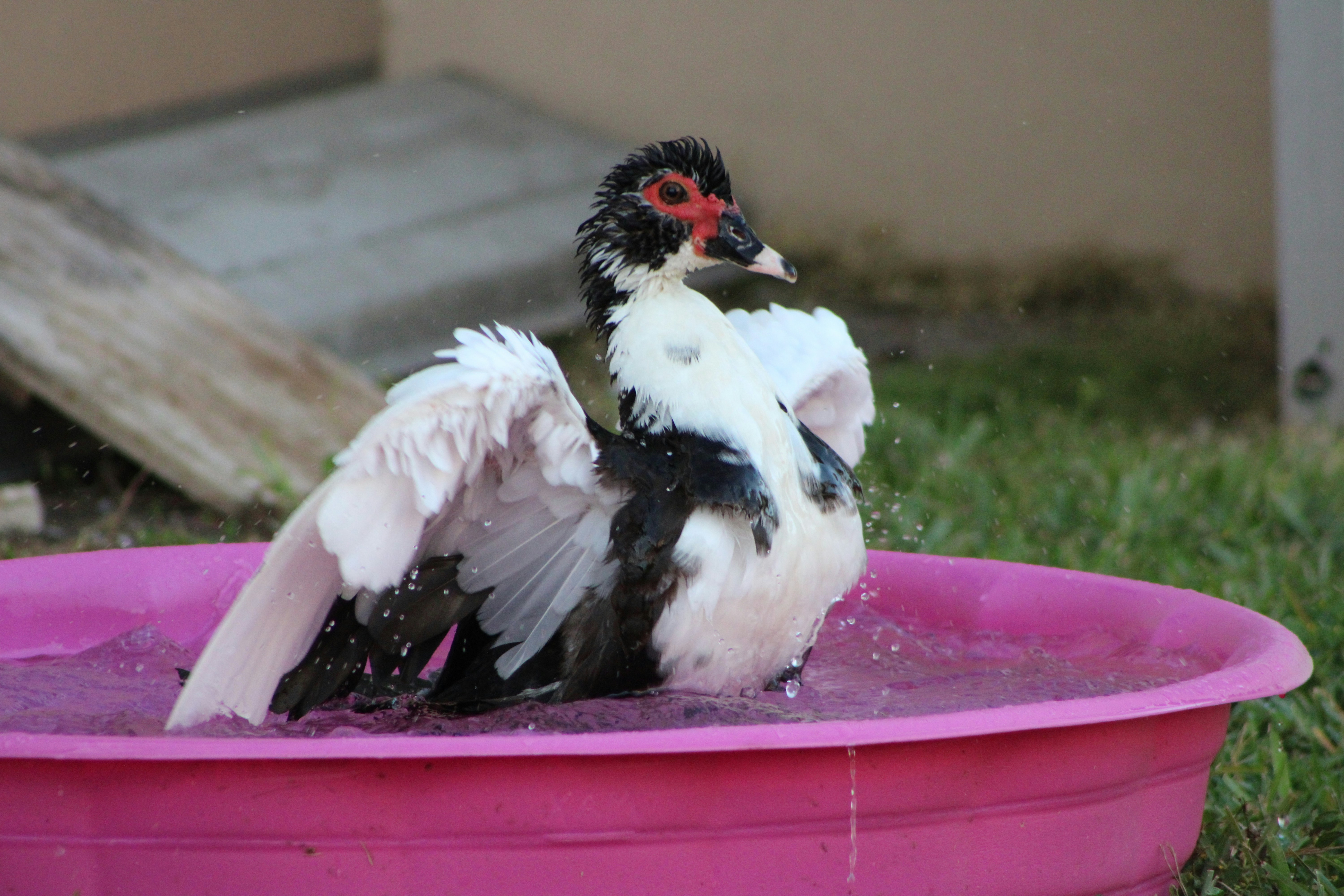Dust Bath Specialists (image credits: unsplash)