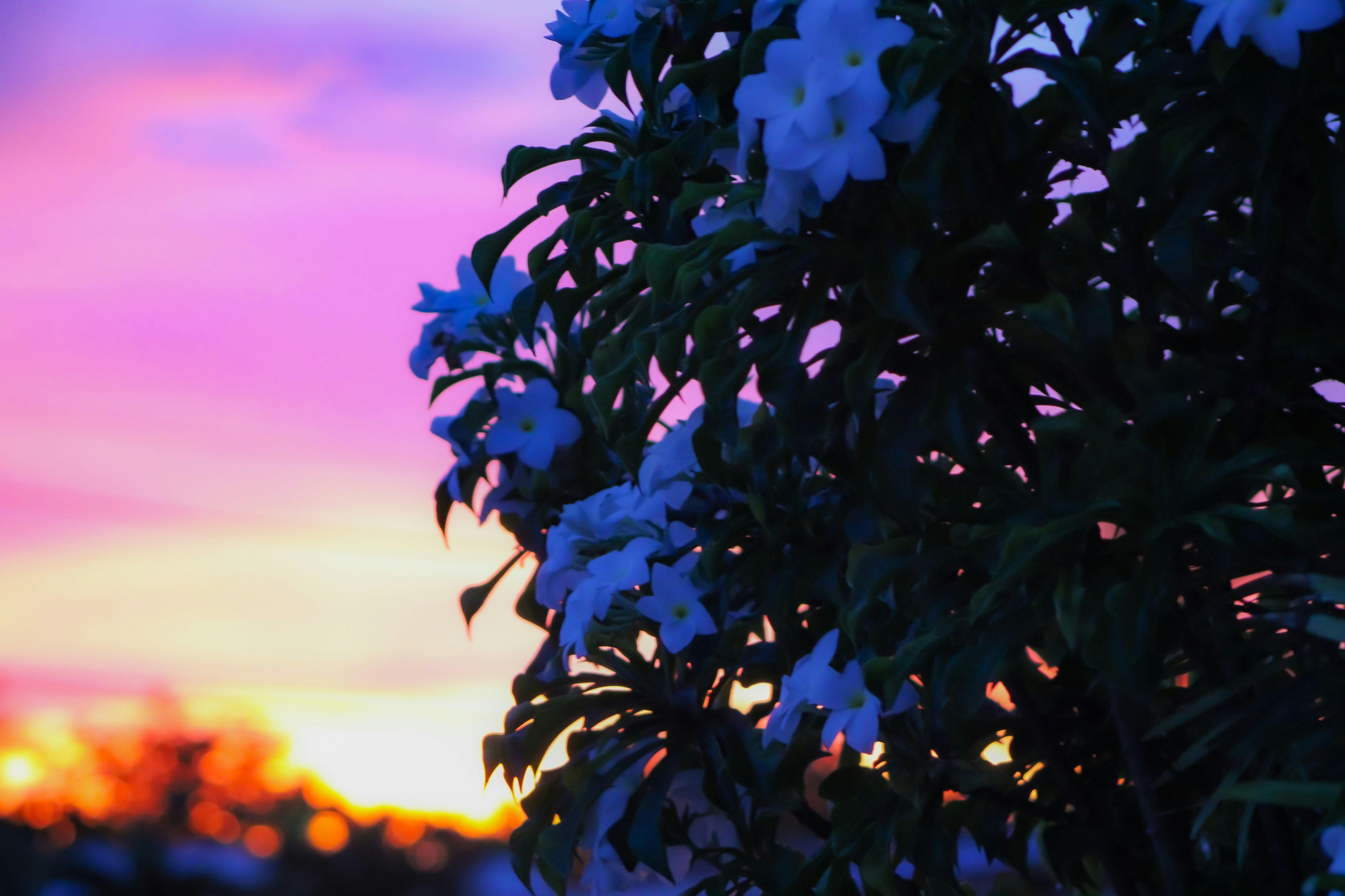 a tree with flowers