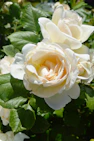 a close up of a flower