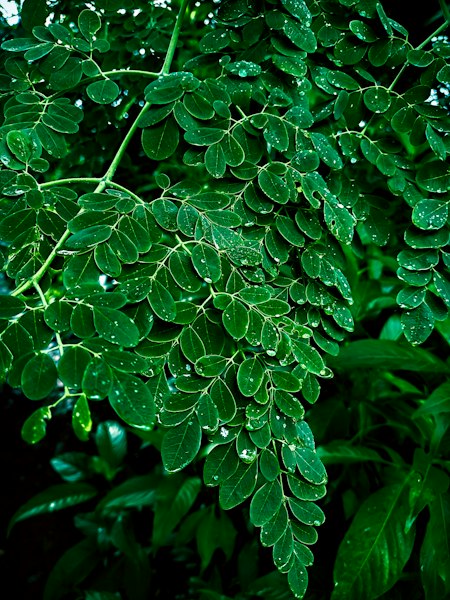 Fresh green moringa leaves from the family farm in Giridih