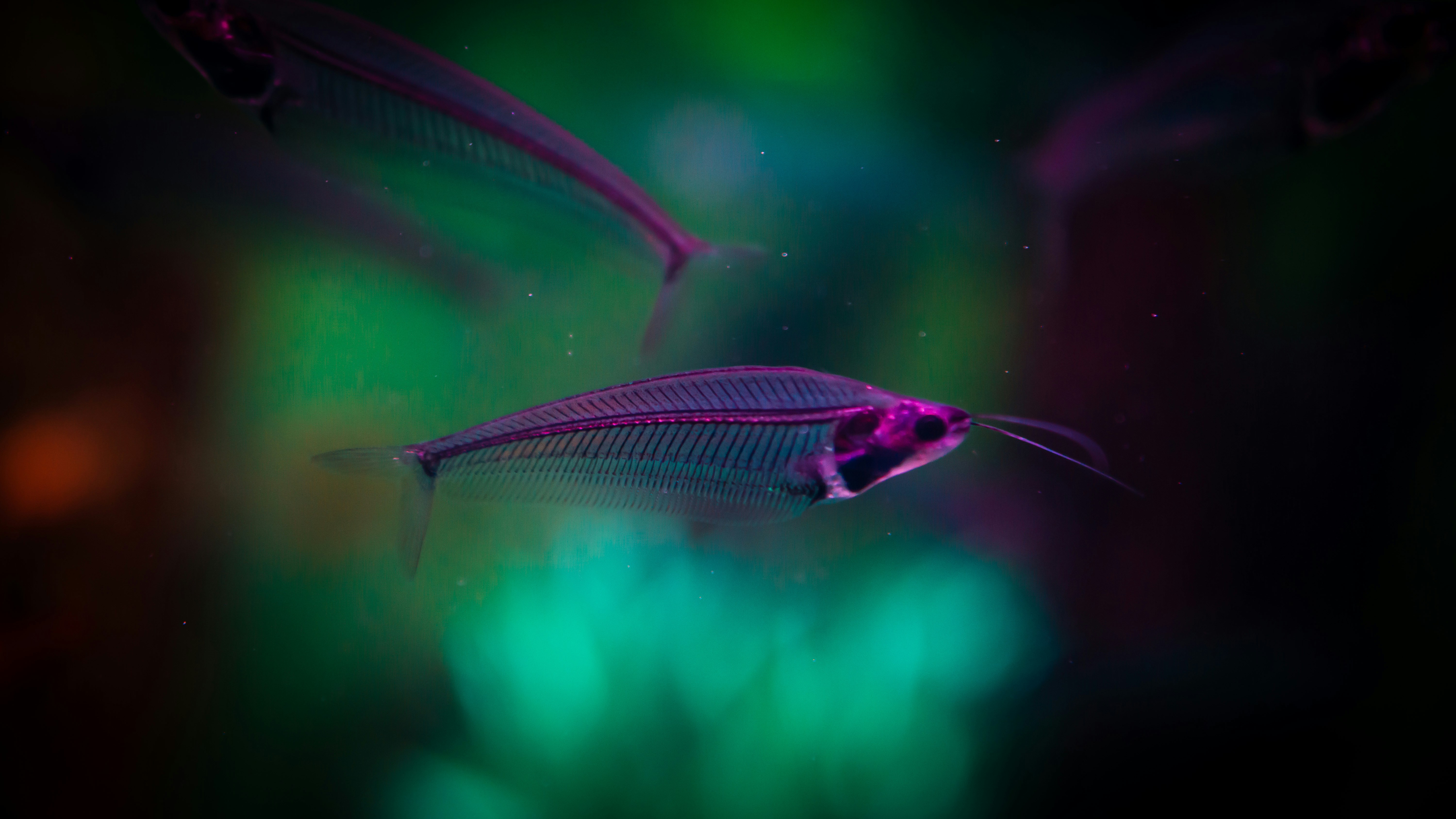 a fish swimming in water