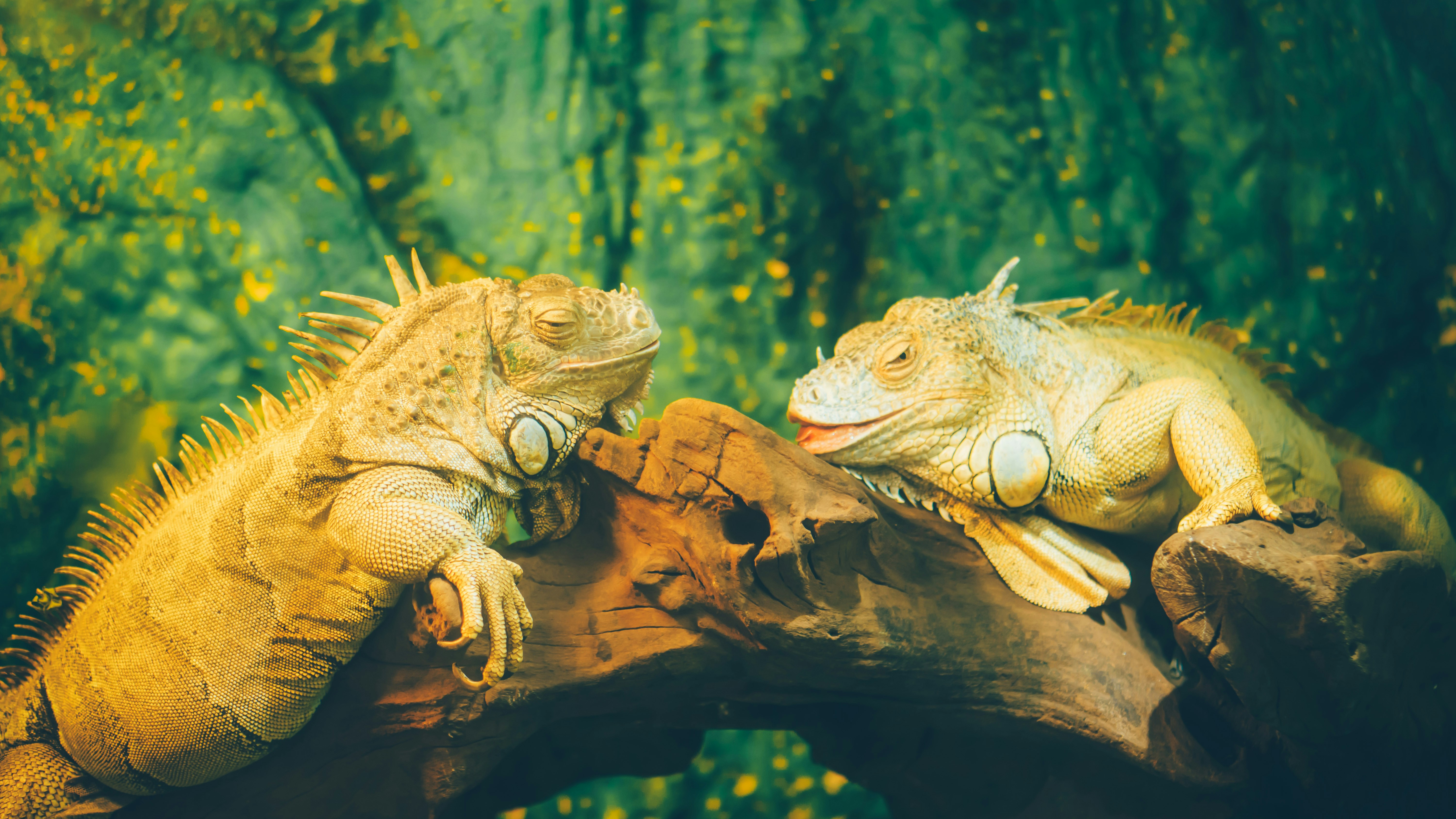 a group of frogs on a log
