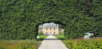 a person walking on a path surrounded by trees