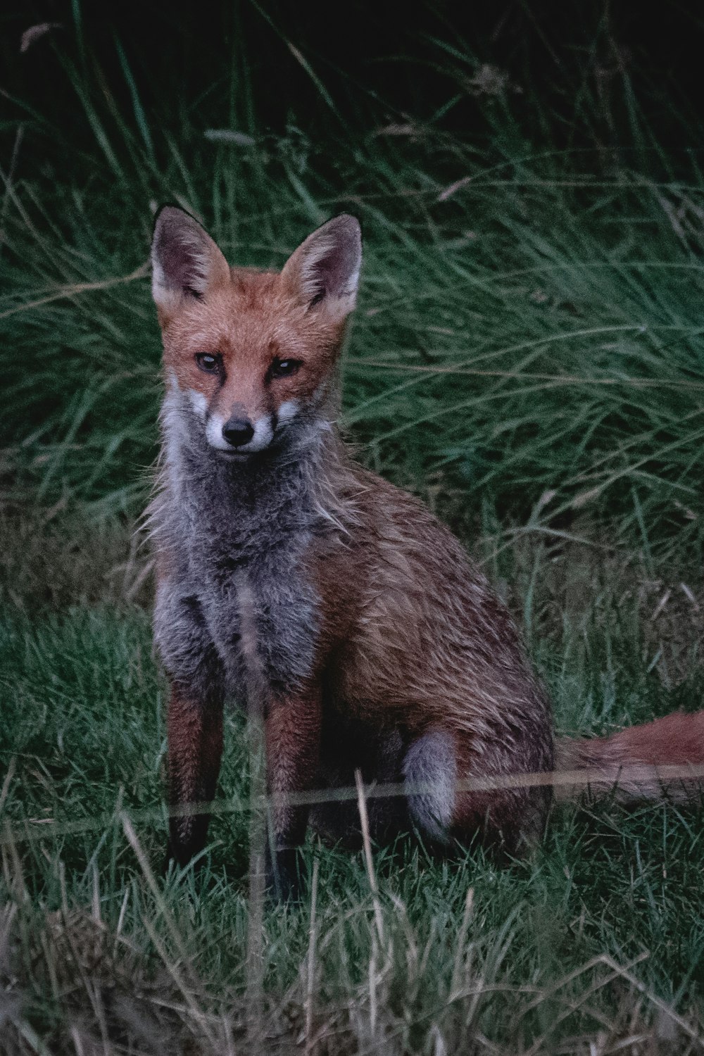 a fox sitting in the grass