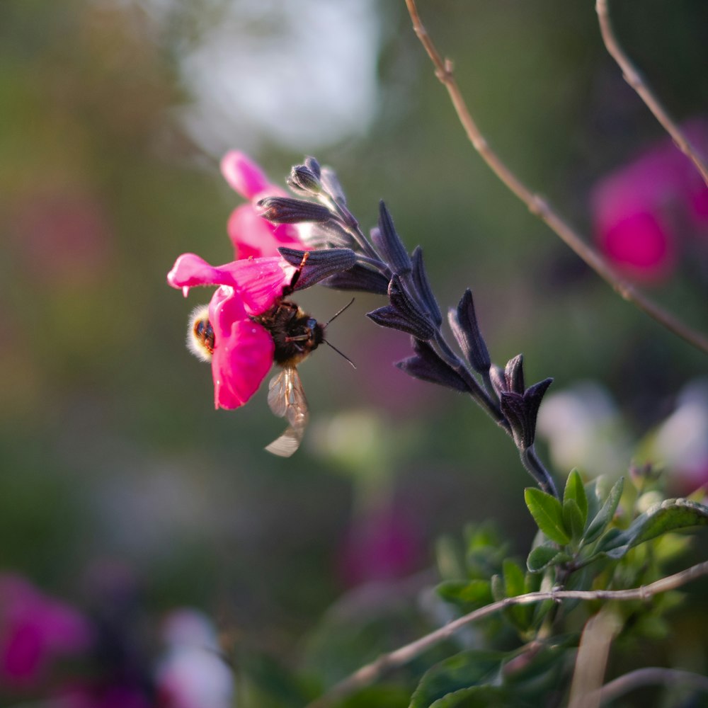 a bee on a flower