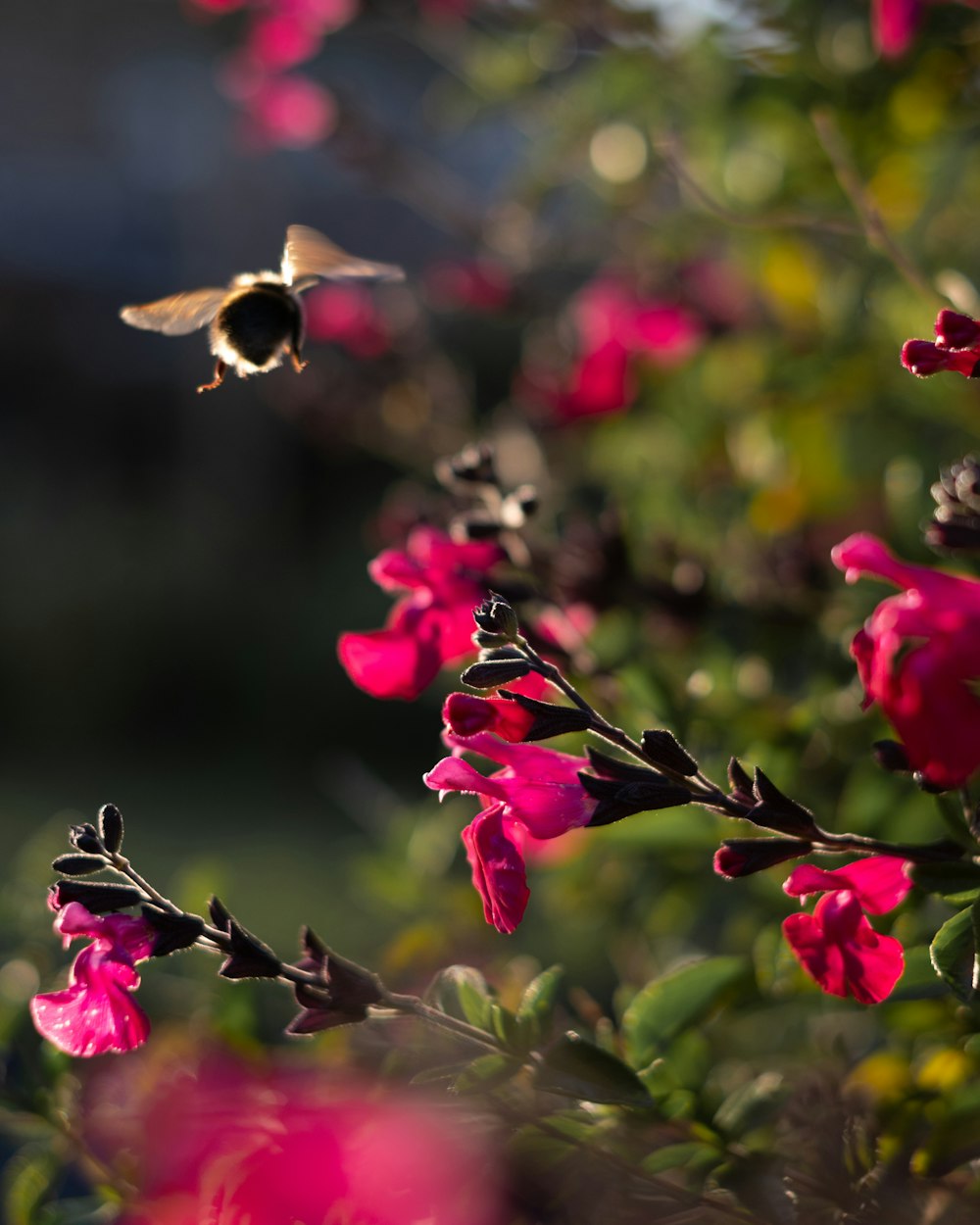 a butterfly on a flower