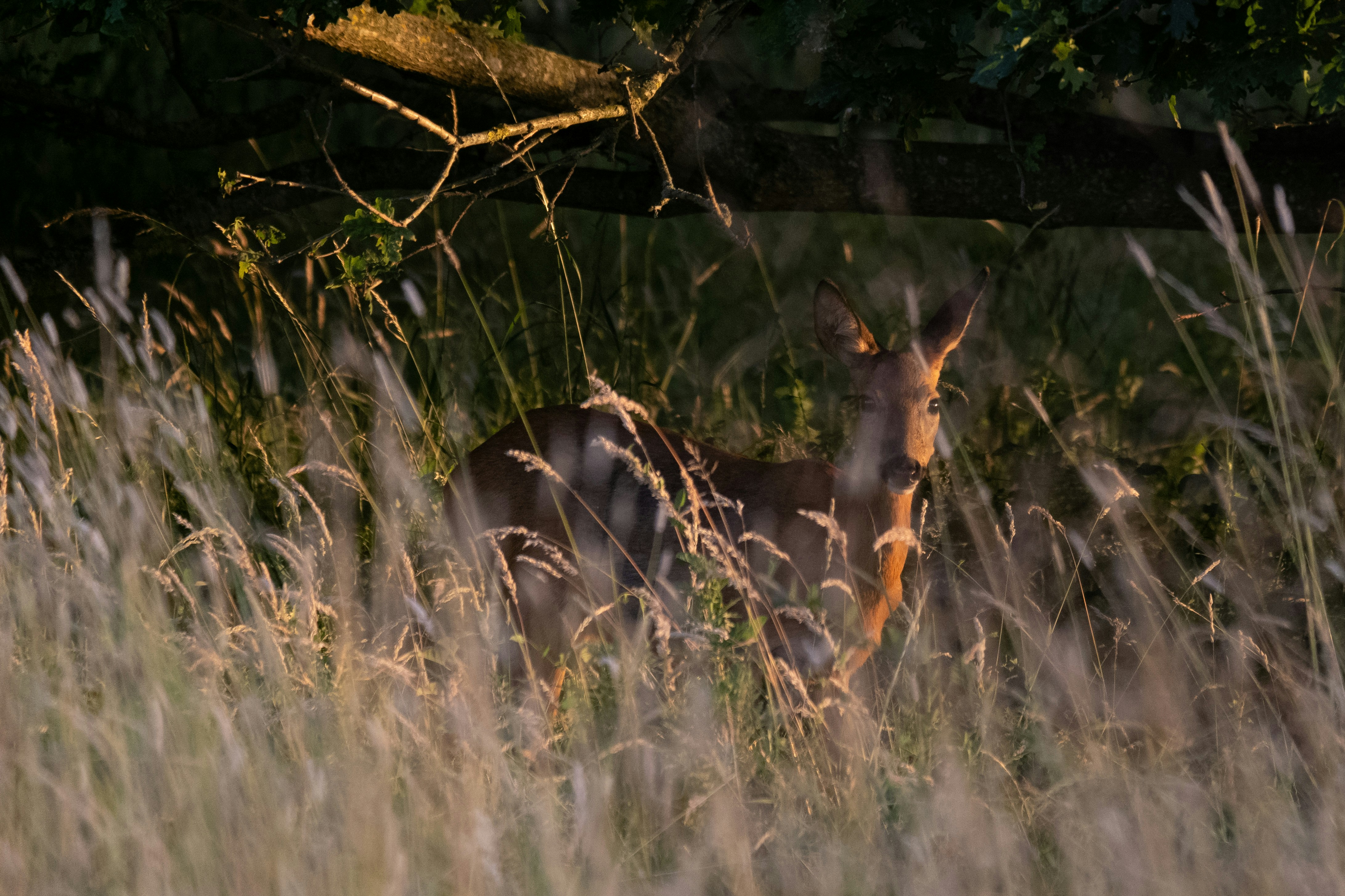 A deer in high grass underneth a tree at sunset