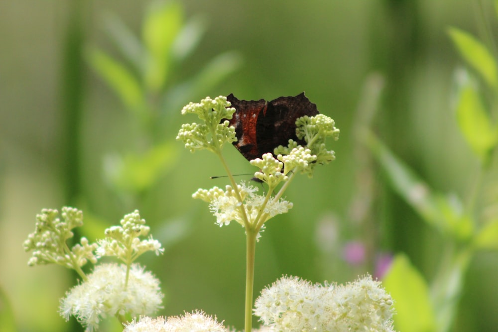 a butterfly on a flower