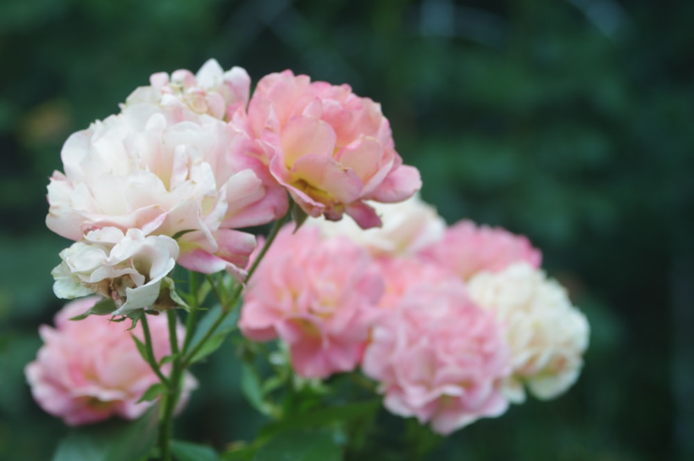 a group of pink and white flowers