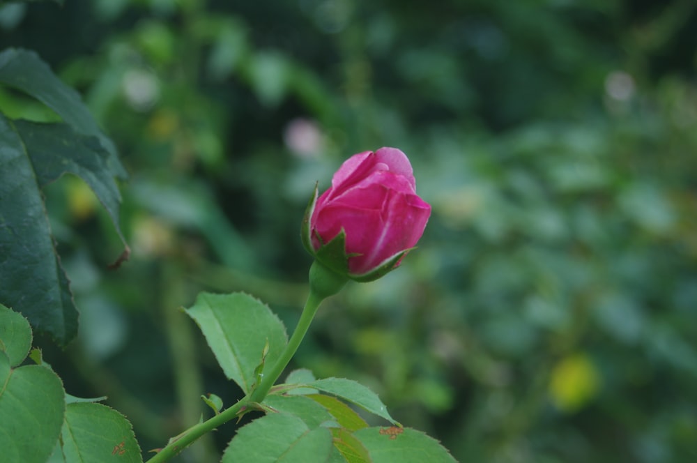 a pink flower on a bush