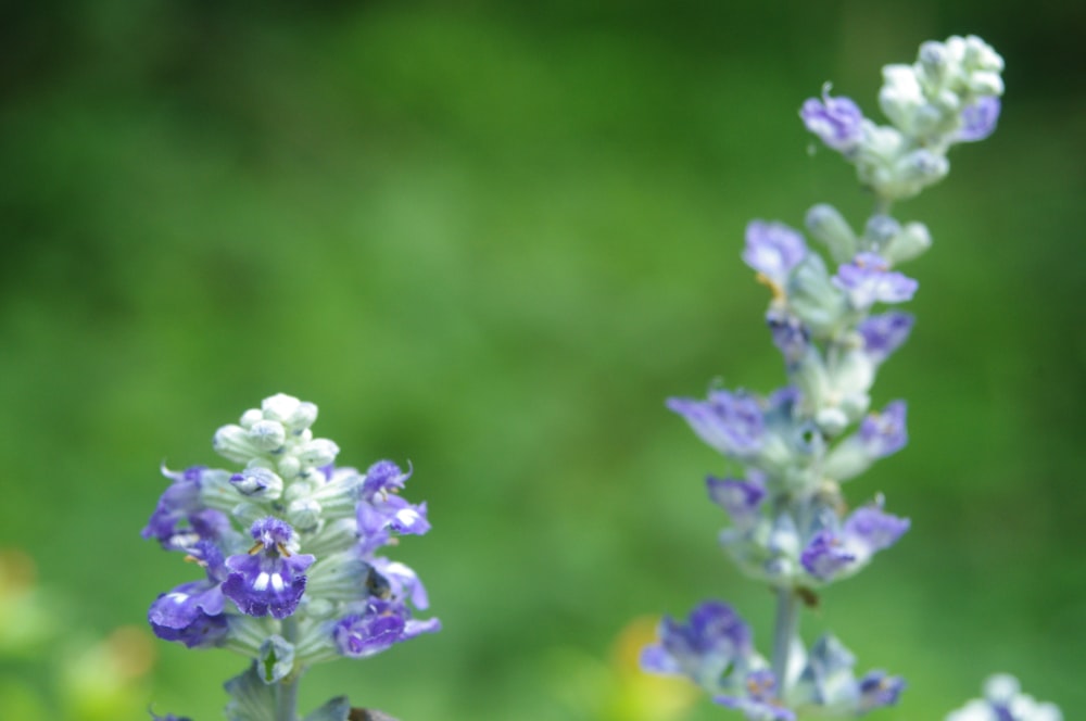 close up of flowers