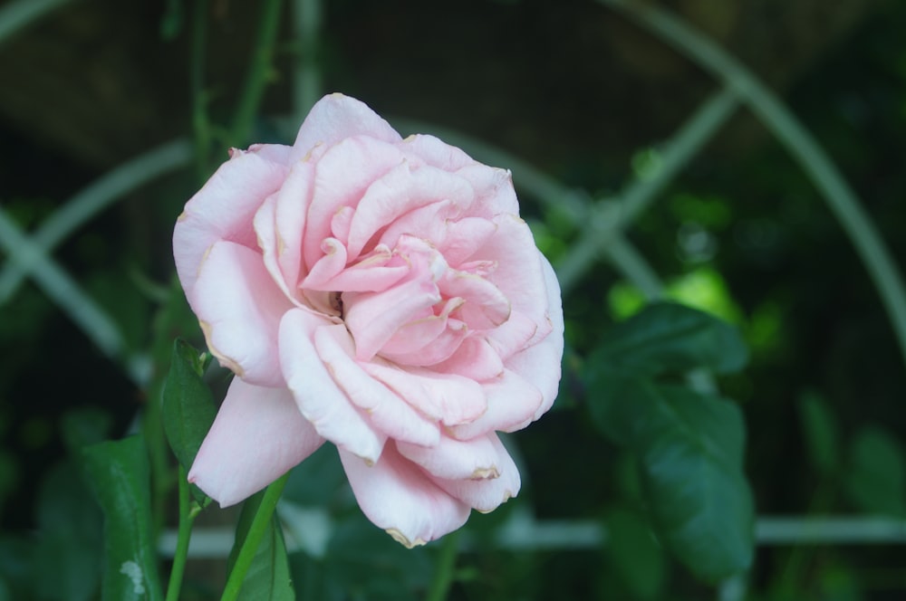 a pink flower with green leaves