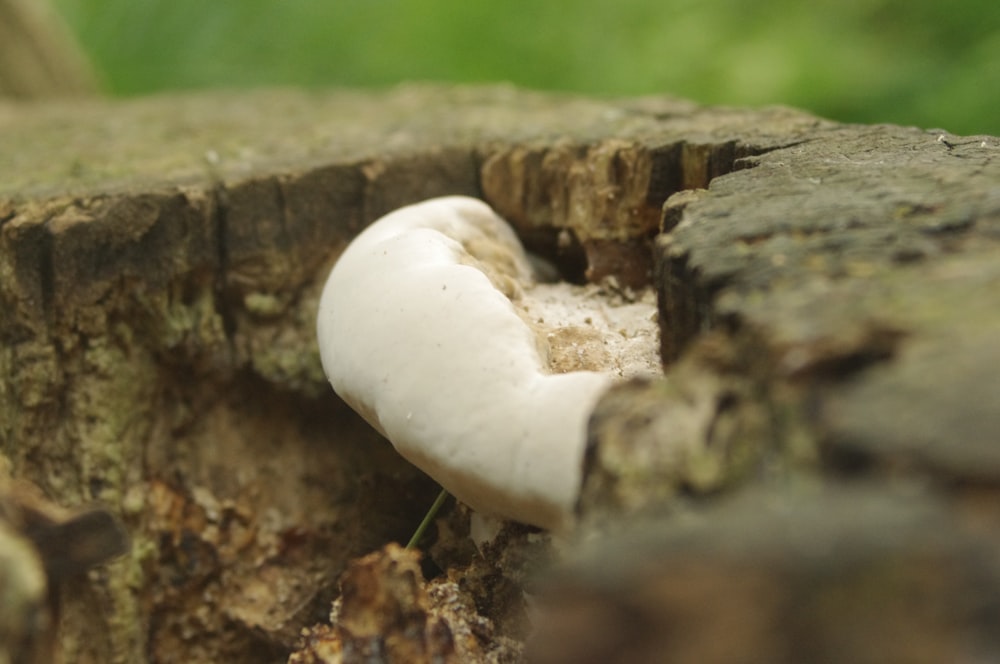 a white mushroom growing out of a log