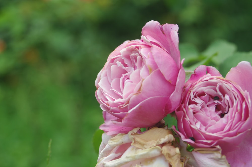 a group of pink flowers