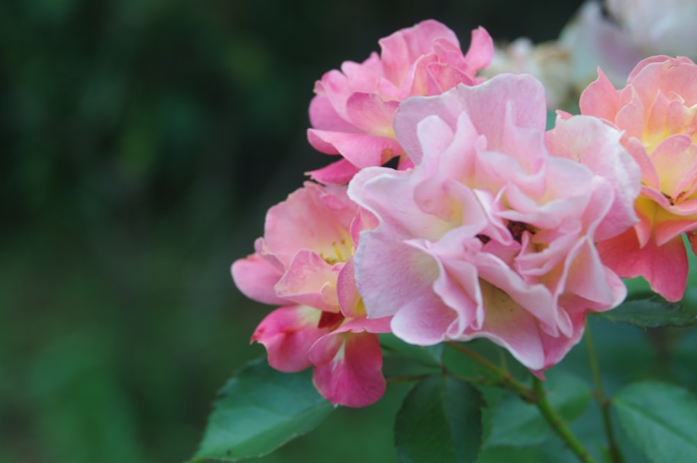 a group of pink flowers