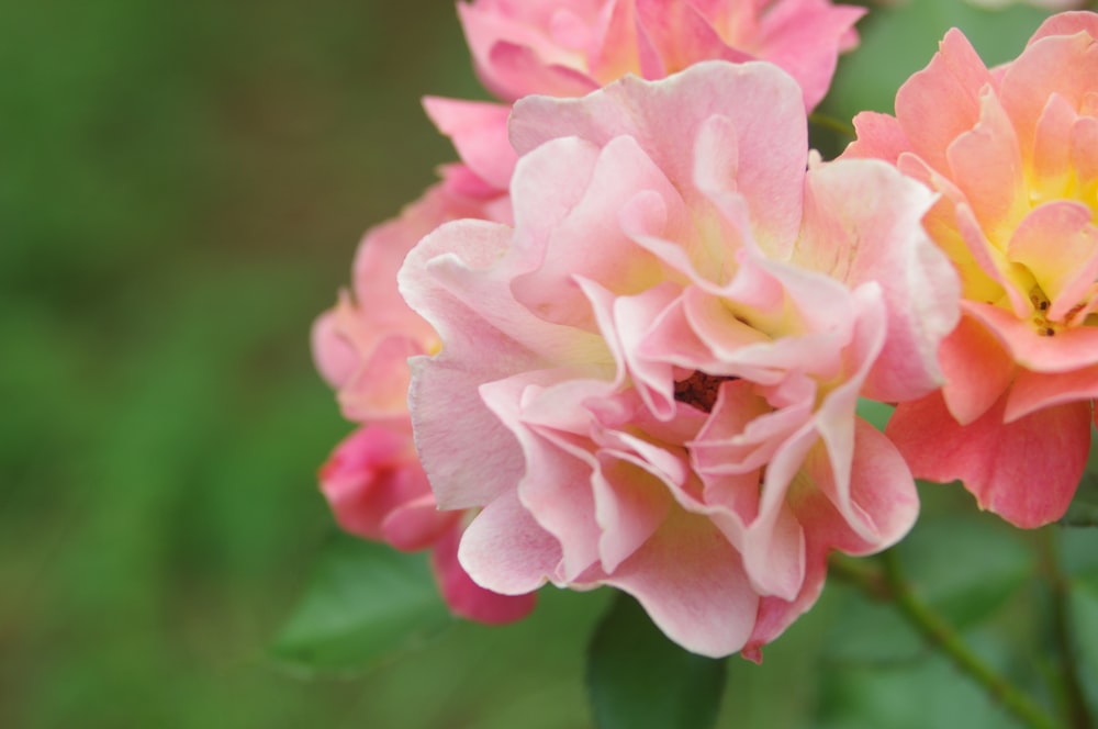 a close up of a flower