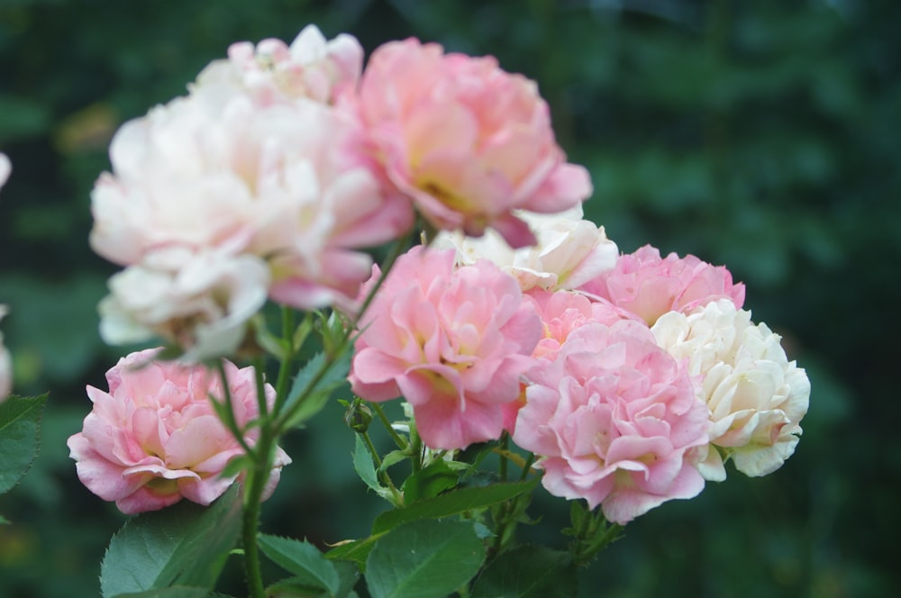 a group of pink and white flowers