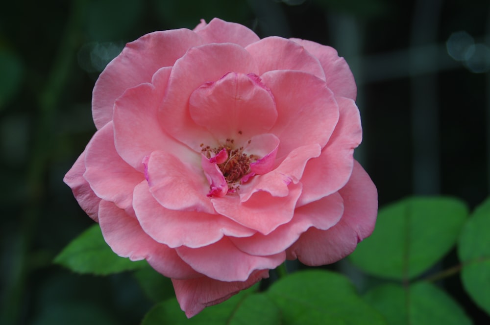 a pink flower with green leaves