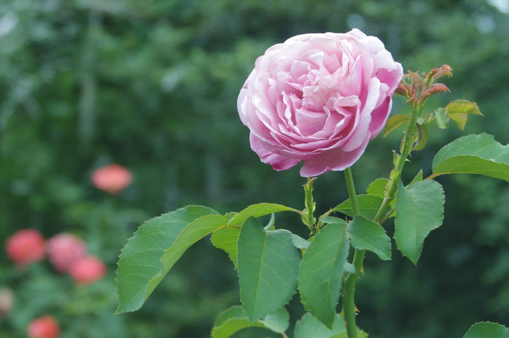 a pink rose with green leaves