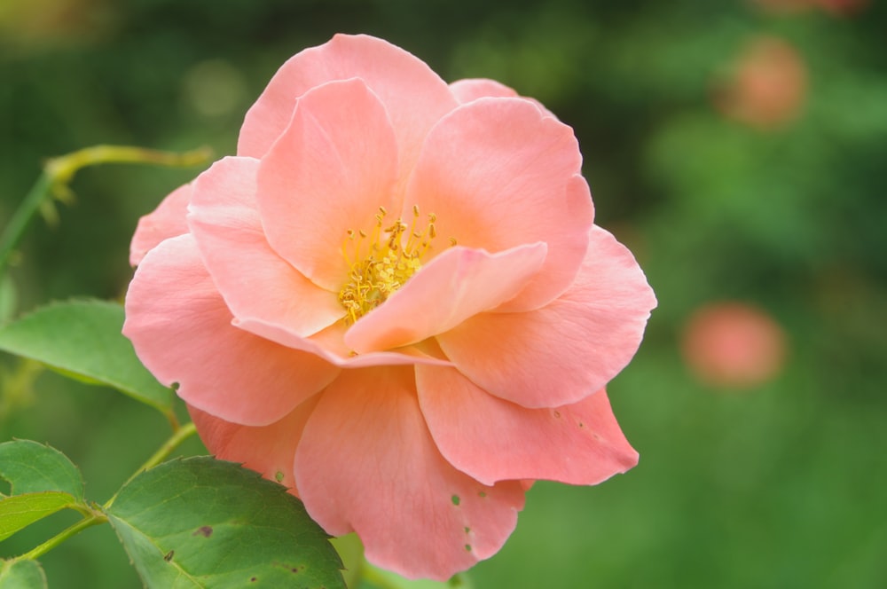 a pink flower with green leaves