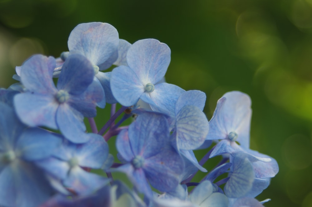 a close up of blue flowers