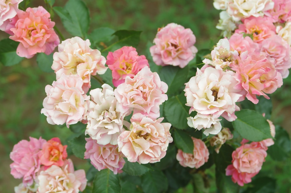 a group of pink and white flowers