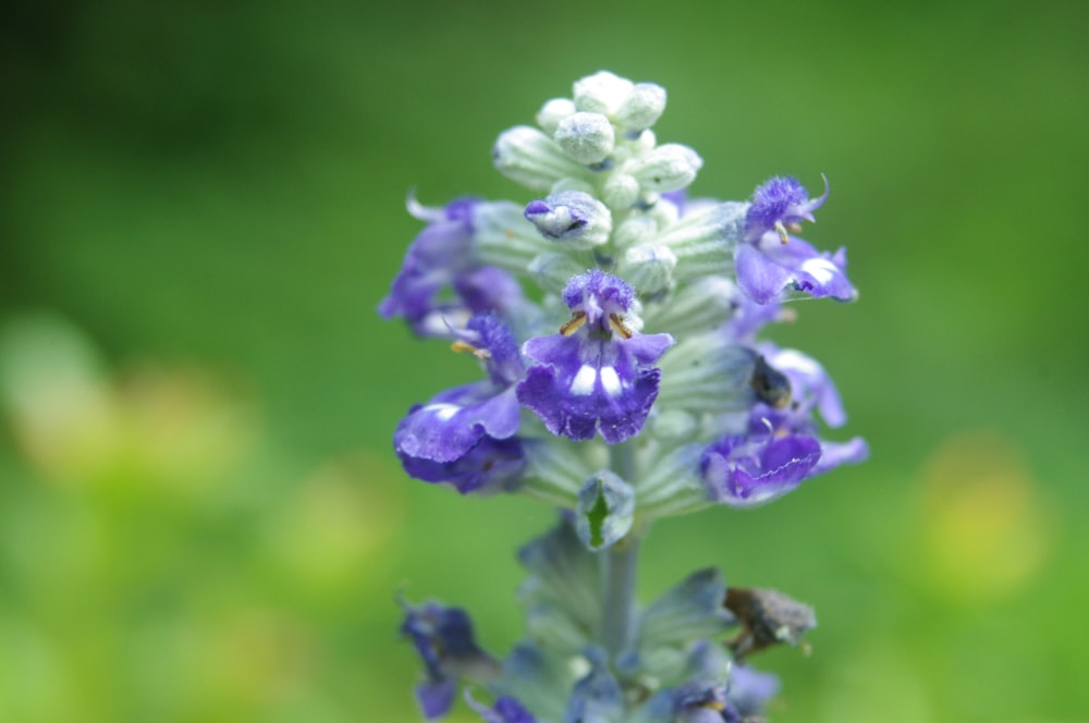 a close up of a flower