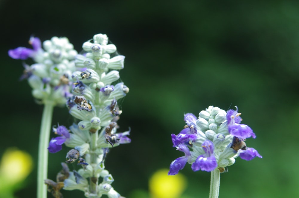 a close-up of some flowers