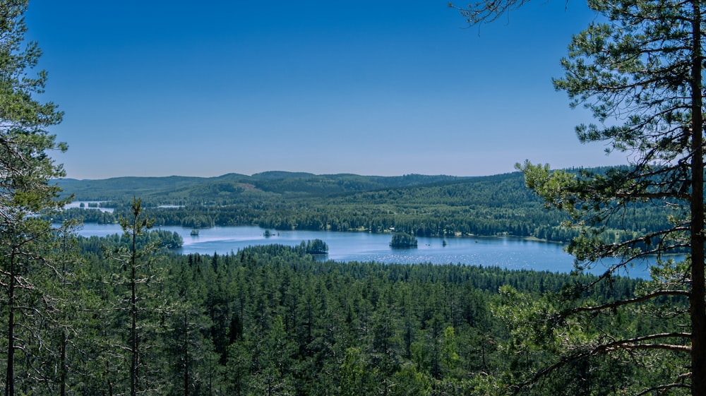 a lake surrounded by trees