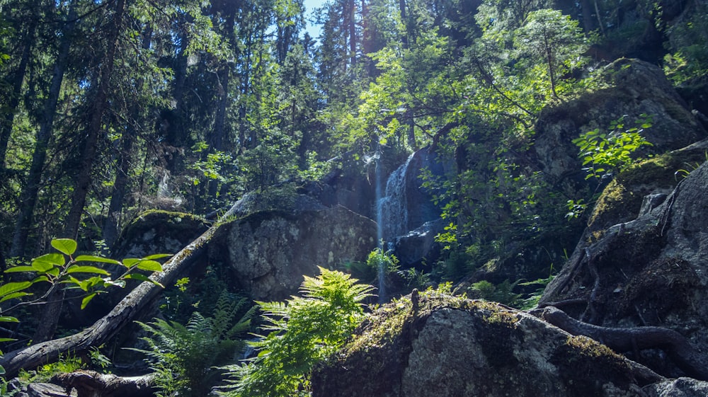 a waterfall in a forest