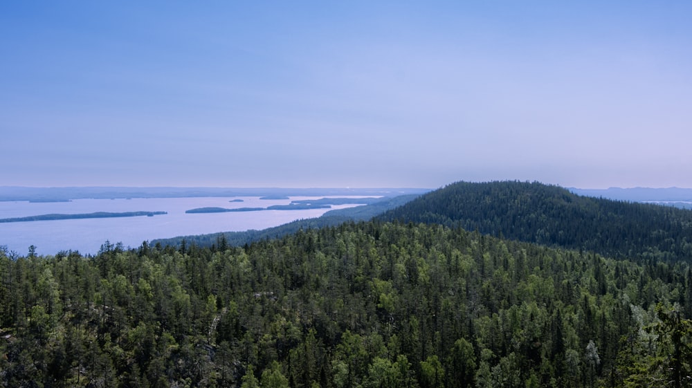 a forest of trees next to a body of water